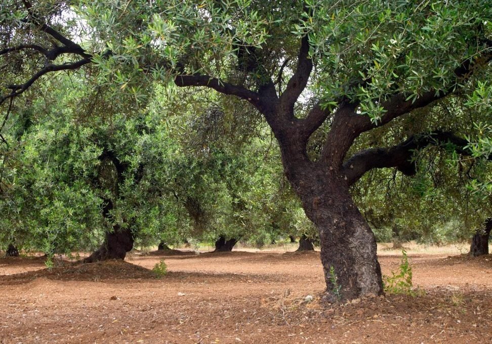 Tree services Hobart